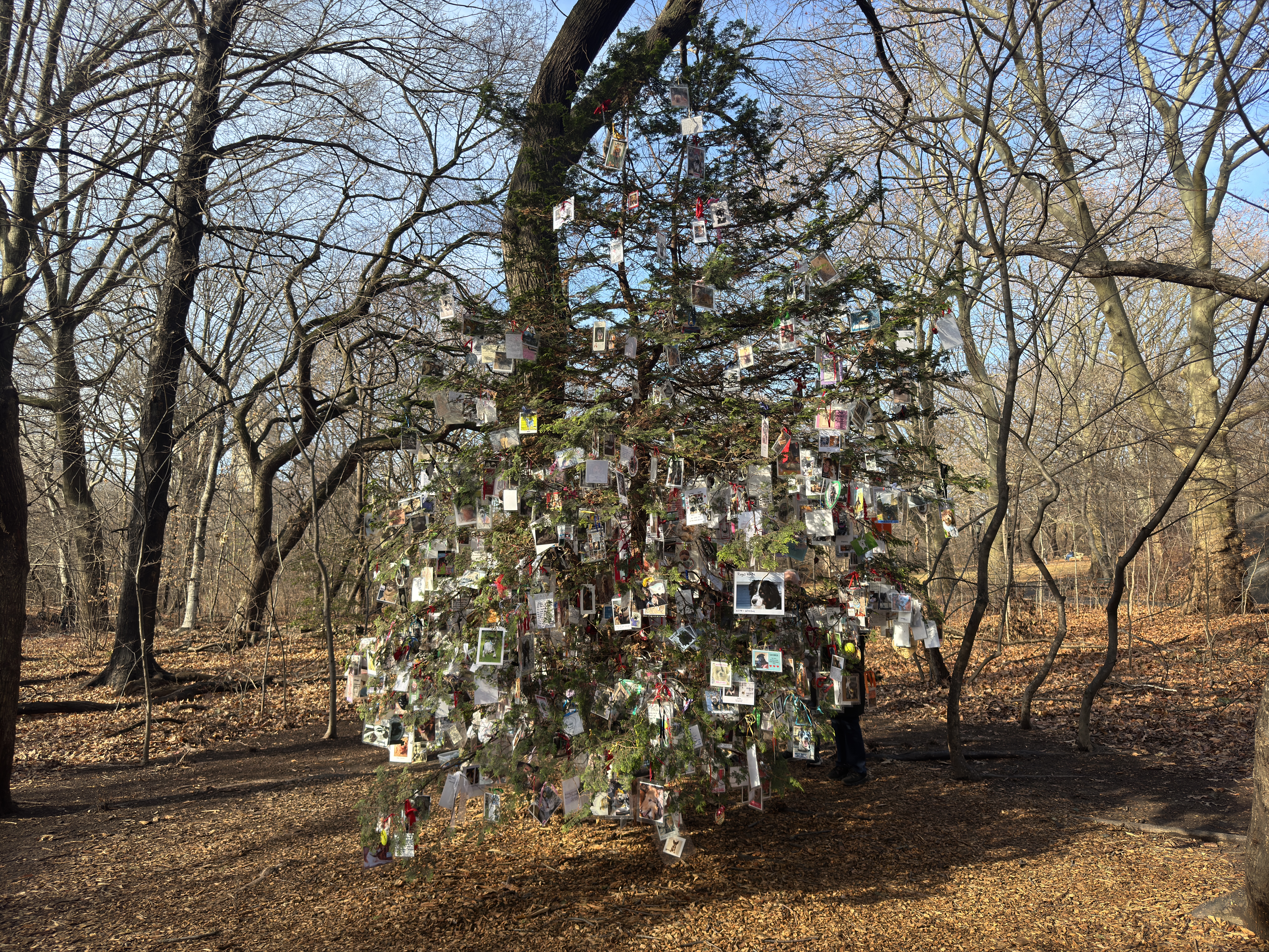 Photo shows a tree decorated with images of deceased pets.