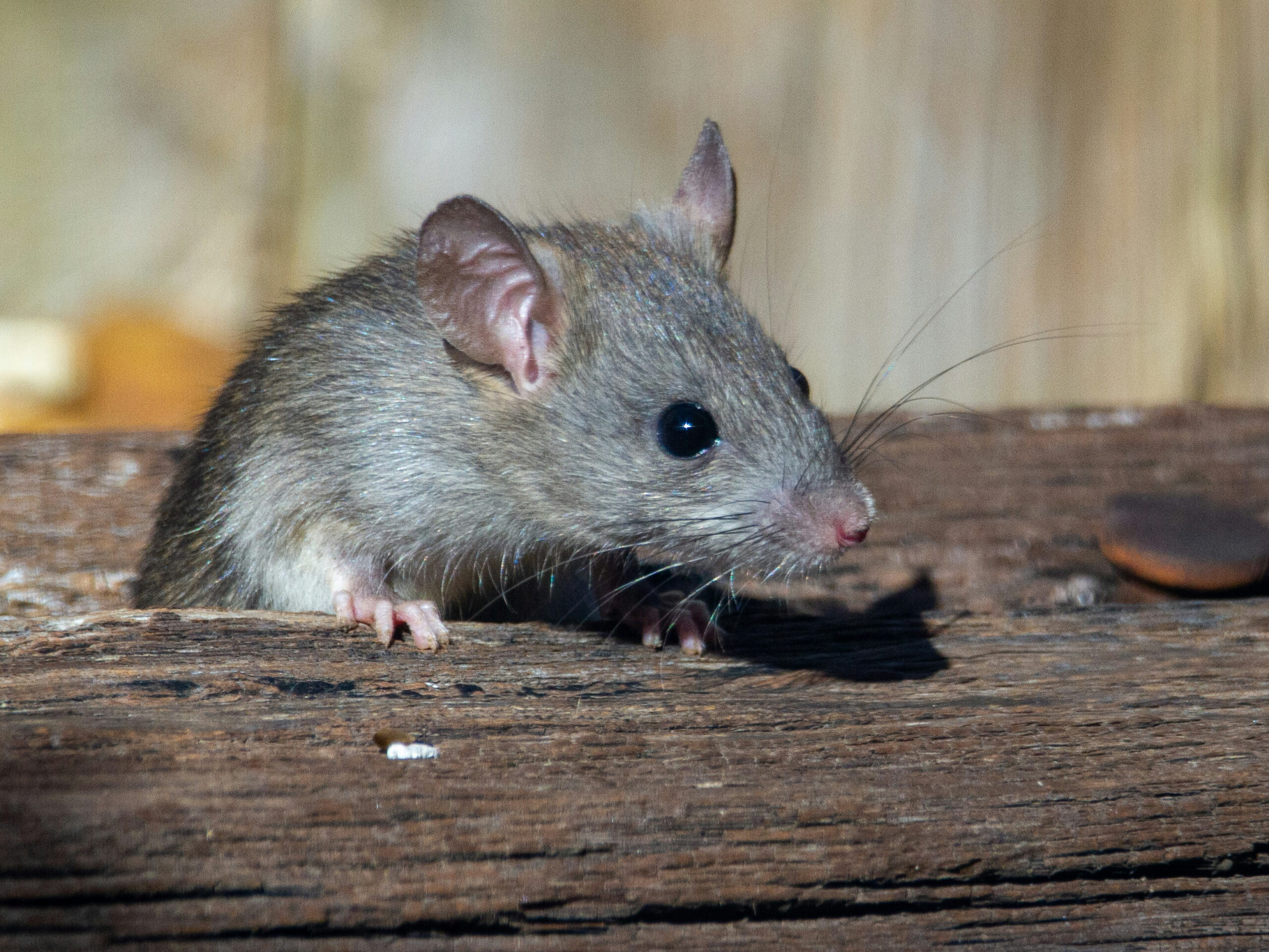 Photo shows a rat on wood.